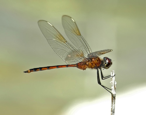 Male, immature
2006_03_11_FL